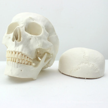 SKULL02 (12328) Life size Premium Asia Classic Humans Skull Model for Medical Science